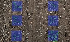 Bild_06_Suedzucker_Amazone_Farmdroid_Ruebe_markiert_d1_210930_GO