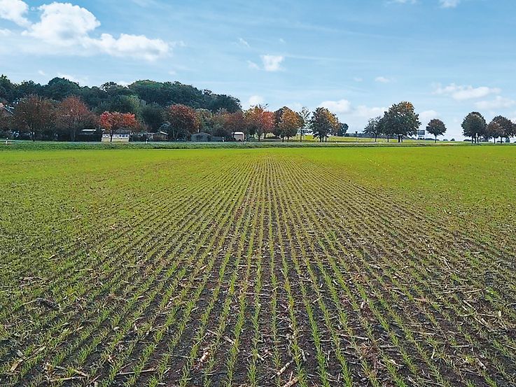 Agrarbetriebe Schliebener Land (3) Amazone_Feldaufgang_1_d1_201218